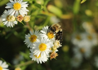 A bumble bee feeds on nectar from white heath aster, which continues to bloom in fall.