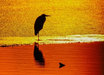 “Red in the Morning, Heron Snoring” Photo by John Savage