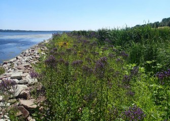 Native wetland plants such as blue vervain line the shores of Onondaga Lake, providing habitat for pollinators such as bees, butterflies and moths.